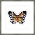 77 Cethosia Butterfly Framed Print