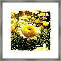 Yellow Spring Framed Print