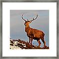 Red Deer Stag #8 Framed Print