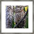 Barred Owl #8 Framed Print