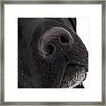 Black Labrador #8 Framed Print