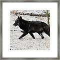 Gray Wolf #8 Framed Print