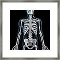 Human Skeleton, Artwork #8 Framed Print