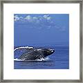 Humpback Whale Breaching Maui Hawaii #8 Framed Print