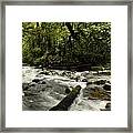 Jungle Stream #8 Framed Print