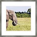 Masai Mara Reserve, Kenya #8 Framed Print