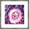 Ovarian Follicle, Light Micrograph #8 Framed Print