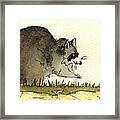 Raccoon  #8 Framed Print