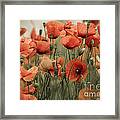 Red Poppy Flowers #8 Framed Print