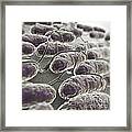 Salmonella Bacteria #8 Framed Print