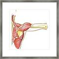 Shoulder Joint Movement, Artwork #8 Framed Print