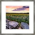 Sunflower Sunset #8 Framed Print