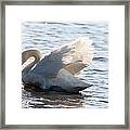 Swan #8 Framed Print