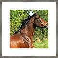 The Bay Horse #8 Framed Print