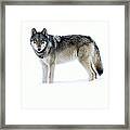 820f Of The Lamar Canyon Pack Framed Print