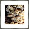 Mushrooms #89 Framed Print