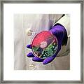 Bacteria Research #9 Framed Print