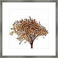 Dry Flowers Bunch #9 Framed Print