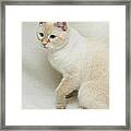 Flame Point Siamese Cat #9 Framed Print