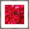 Roses #9 Framed Print