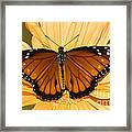 Soldier Butterfly Danaus Eresimus #9 Framed Print