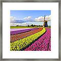 Tulips and Windmill Framed Print