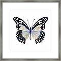 90 Angola White Lady Butterfly Framed Print