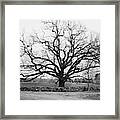 A Bare Oak Tree Framed Print