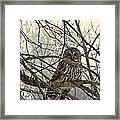 A Barred Owl Alone In The Fog Framed Print