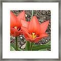 A Beautiful Pair Framed Print