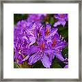 A Bevy Of Purple Framed Print