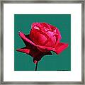 A Big Red Rose Framed Print