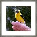 A Bird In The Hand Framed Print