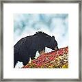 A Black Bear Is Feeding On Berries On A Framed Print