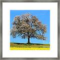 A Blooming Lone Tree In Spring With Canolas In Front 2 Framed Print