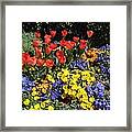 A Burst Of Springtime Framed Print