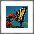 A Butterfly Framed Print