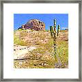 A Cactus In The Arizona Desert Framed Print
