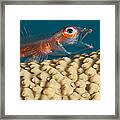 A Close Look At A Whip Coral Goby _bryaninops Amplus_ As It Is Opening It_s Mouth On Whip Coral Off The Island Of Yap_ Yap, Micronesia Framed Print