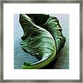 A Collard Leaf Framed Print