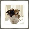 A Cup Of Cuteness Framed Print