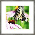 A Deamy Recollection Of A Swallowtail Framed Print
