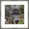 Deer In Yosemite Framed Print