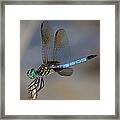 A Dragonfly Iv Framed Print