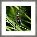 A Dragonfly Framed Print