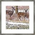 A Dusting On The Deer Framed Print