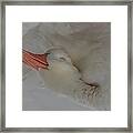 A Fine Feathered Friend Framed Print