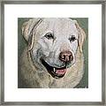 A Fine Old Lady Yellow Labrador Portrait Framed Print