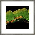 A Floating Heliconia Leaf Framed Print