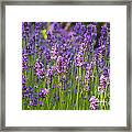 A Friendly Summer Day Framed Print